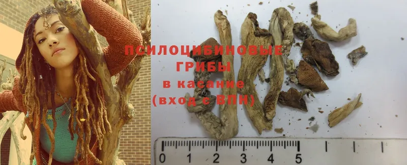 hydra зеркало  Сим  Галлюциногенные грибы Psilocybe 